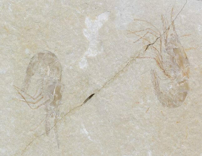 Two Cretaceous Fossil Shrimp - Lebanon #52785